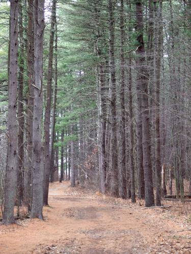 trail at Gates Pond in eastern Massachusetts