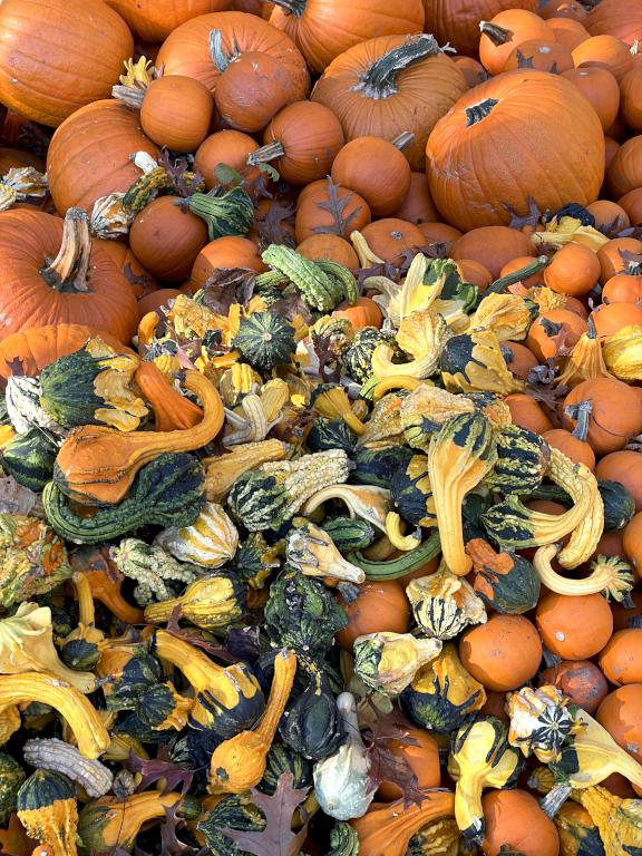 pumpkin pile in November at Lavois Farm near Gelazauskas Preserve in southern NH