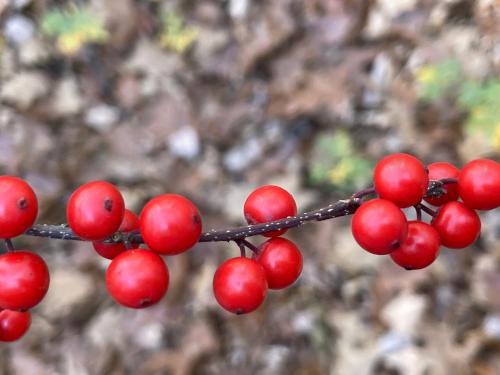 red color in November at Gelazauskas Preserve in southern NH