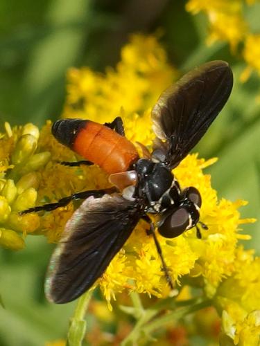 Feather-legged Fly at Gibbet Hill near Groton in northeastern Massachusetts