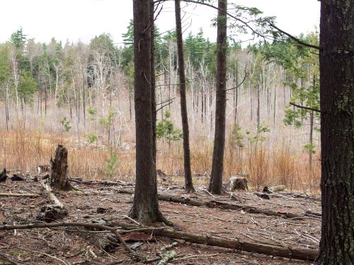 swampy area in April at Glen Oakes Town Forest in southern New Hampshire