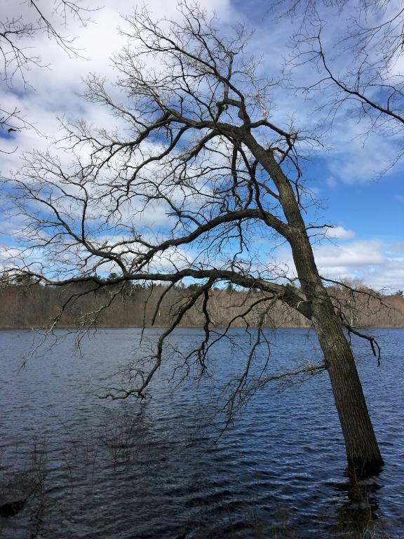 sinister tree flooded by the Concord River in April at Great Meadows NWR north in northeastern Massachusetts