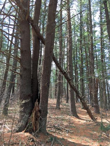 fallen tree across the trail at Great Meadows NWR north in northeastern Massachusetts