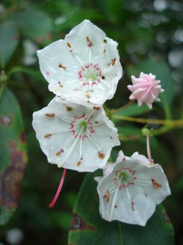 Mountain Laurel (Kalmia latifolia)