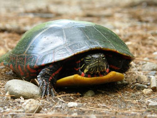 Painted Turtle