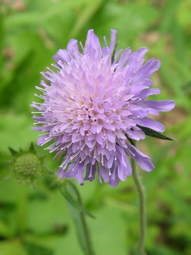 Field Scabious (Knautia arvensis)