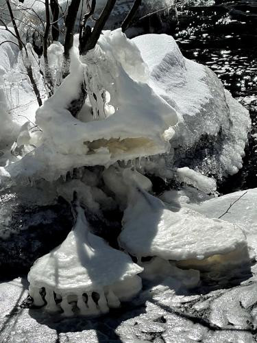 icicle critter in February at Gonic Trails near Rochester in southeast New Hampshire