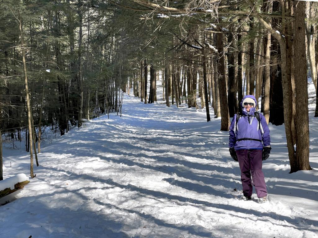 Andee in February in a young hemlock grove at Gonic Trails near Rochester in southeast New Hampshire