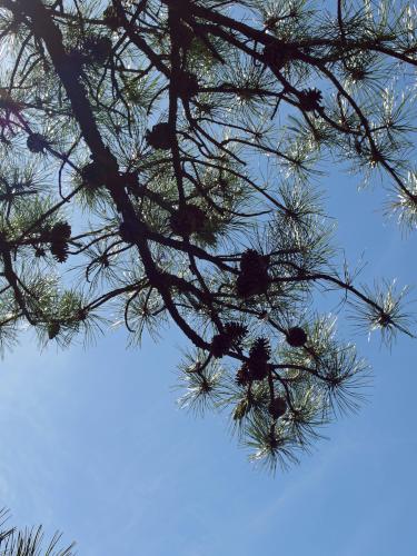 Red Pine branch atop a ledge at Goodwill Conservation Area in southeastern New Hampshire