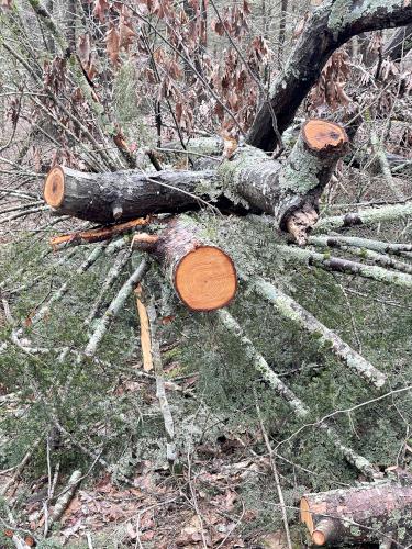 trail repair in March at Gordon College Woods in northeast MA