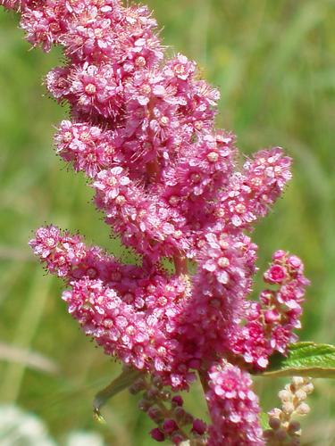 Steeple Bush flower