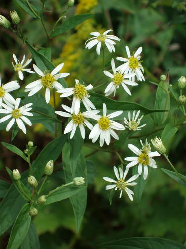 Flat-topped White Aster