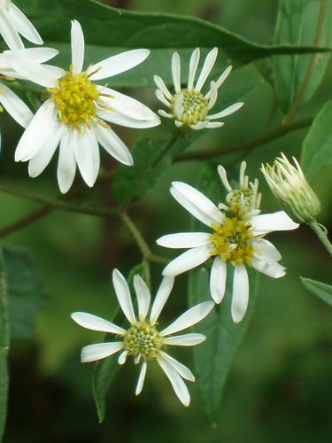 Flat-topped White Aster flowers