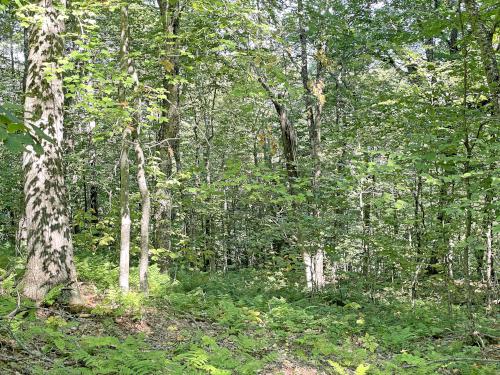 woods in September at Gove Hill in southern NH