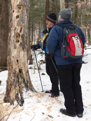 woodpecker pecked tree on Goves Mountain in New Hampshire