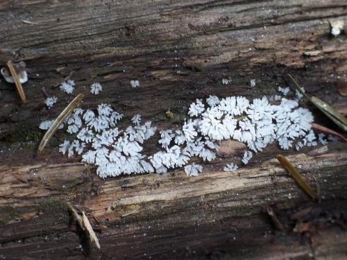 Coral Slime