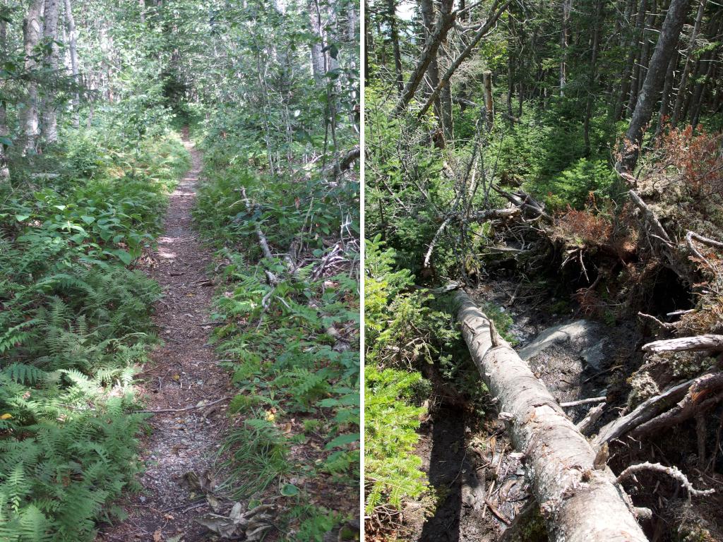 good and bad trail sections on the way to Mount Grant in northern Vermont