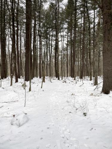 trail in January at Grassy Pond Conservation Land in northeast MA