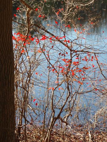 fall leaves at Grassy Pond Conservation Area in Massachusetts