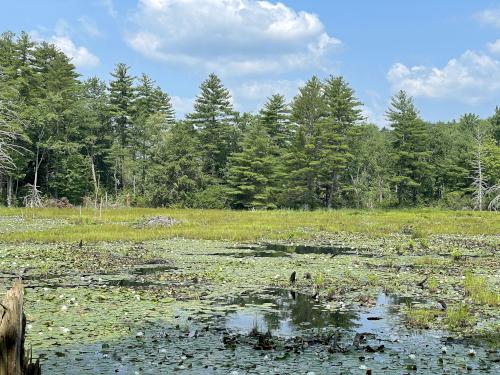 swamp in July at Grater Woods east in southern NH