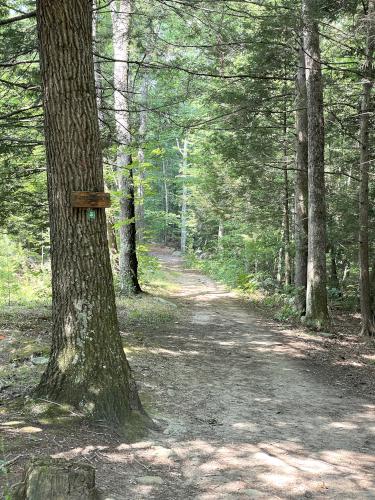 trail in July at Grater Woods east in southern NH