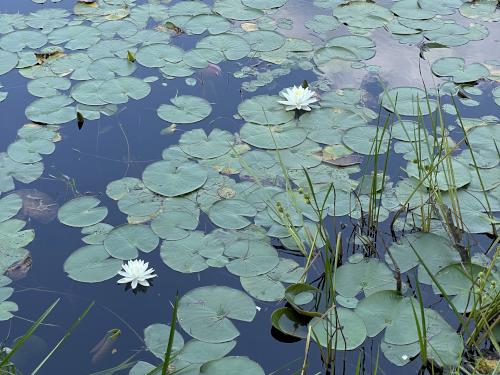 swamp in July at Grater Woods east in southern NH