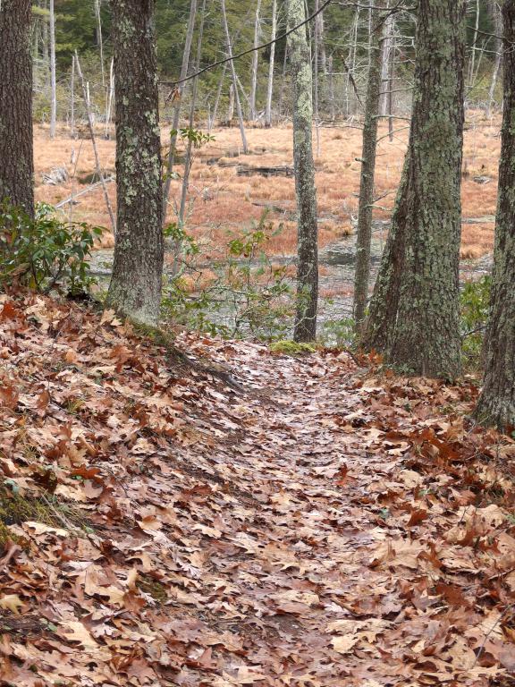 wiggly woods trail in December at Grater Woods (west side) in southern New Hampshire