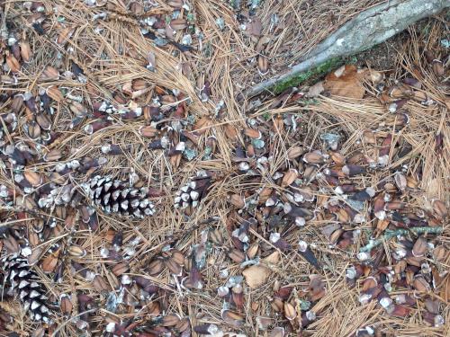 squirrel lunch spot beneath a White Pine in December at Grater Woods (west side) in southern New Hampshire