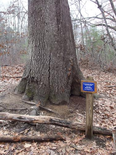 Black Oak in January at Great Bay NERR near Portsmouth NH