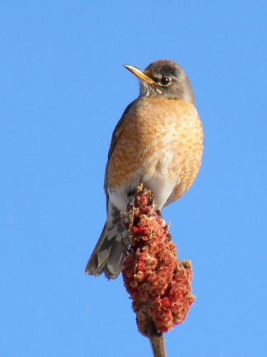 American Robin