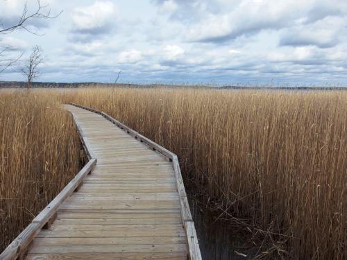 Salt-meadow Cordgrass (Spartina patens) in January beside the Sandy Point Trail at Great Bay NERR near Portsmouth NH