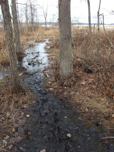 flooded trail in January at Great Bay NERR near Portsmouth NH