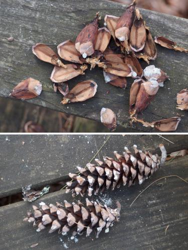 nuts in January at Great Bay NWR in New Hampshire