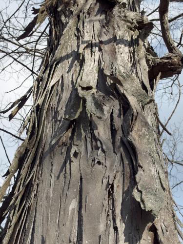 Shagbark Hickory in January at Great Bay NWR in New Hampshire