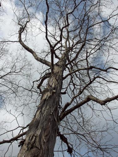 Shagbark Hickory in January at Great Bay NWR in New Hampshire