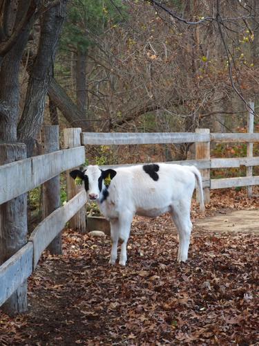 Holstein calf