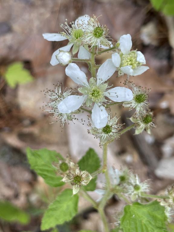 Pennsylvania Blackberry (Rubus pensilvanicus) in June at Great Brook Trail in southern New Hampshire