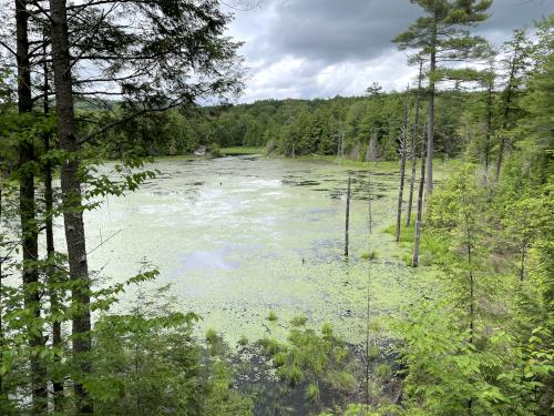 pond in June beside Great Brook Trail in southern New Hampshire