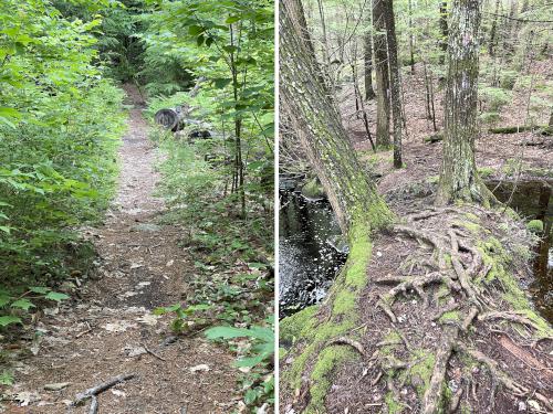 trail sections in June of Great Brook Trail in southern New Hampshire