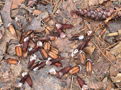 possible squirrel lunch in December at Great Hill in eastern MA