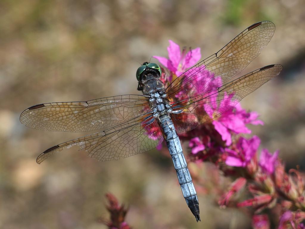 Blue Dasher (Pachydiplax lingipennis) dragonfly at Great Meadows National Wildlife Refuge in eastern Massachusetts