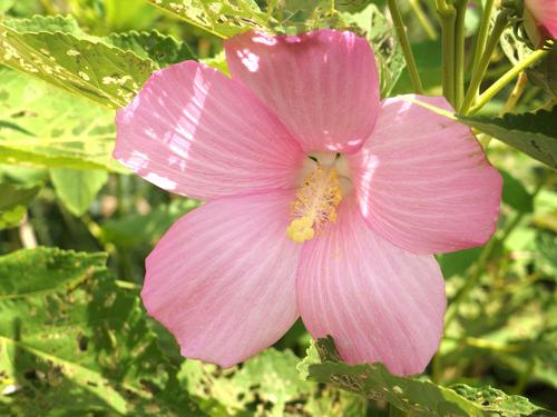 Swamp Rose Mallow