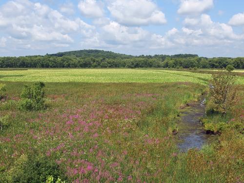 overview from the entrance tower at Great Meadows National Wildlife refuge in eastern Massachusetts