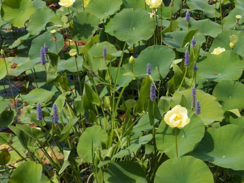 American Lotus plants in August at Great Meadows National Wildlife Refuge in eastern Massachusetts