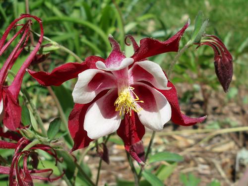 Garden Columbine 'Crimson Star' (Aquilegia x 'Crimson Star')