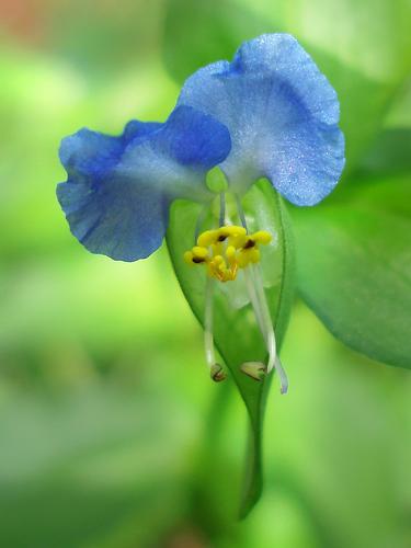 Asiatic Dayflower