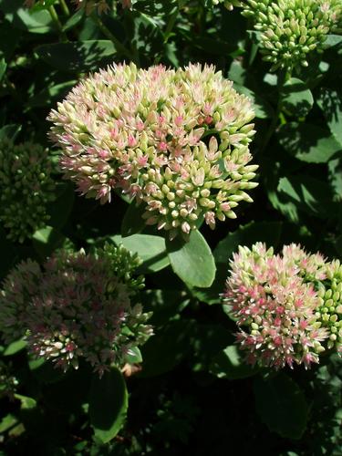 Autumn Joy Stonecrop