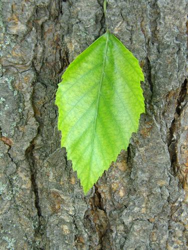 River Birch (Betula nigra)