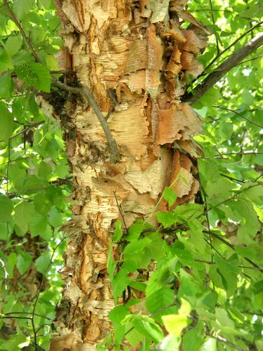 River Birch (Betula nigra)