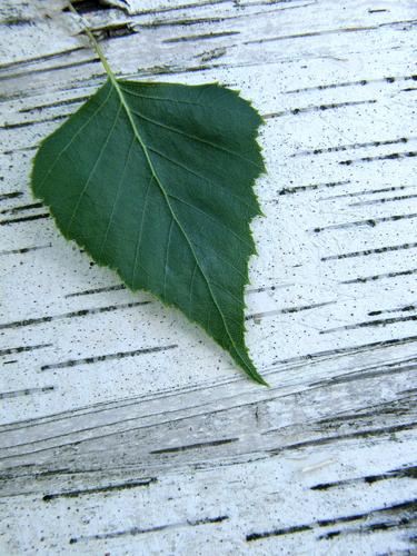 European White Birch (Betula pendula)